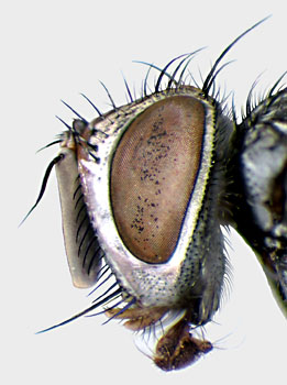 Lespesia archippivora head