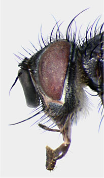 Phryxe pecosensis head