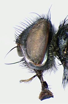 Winthemia quadripustulata head