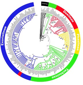 Tachinidae relationships