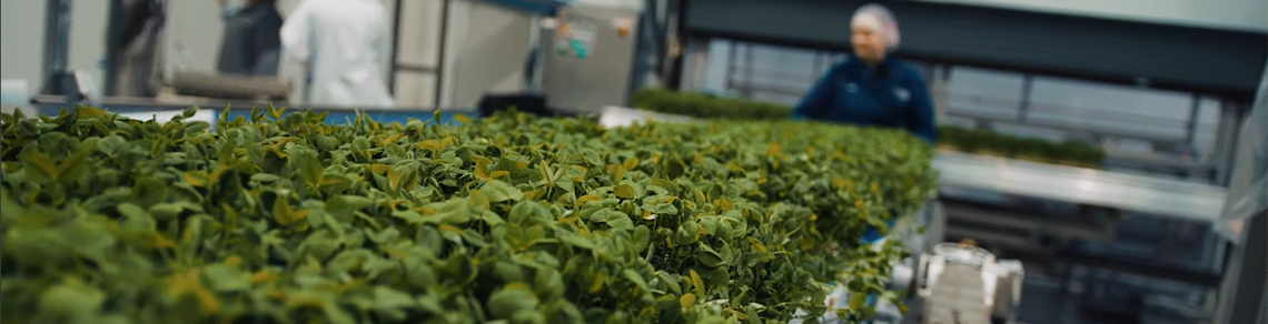 Microgreens on a coverer belt in a factory.