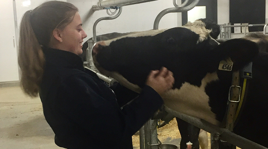 Kerry with a cow.