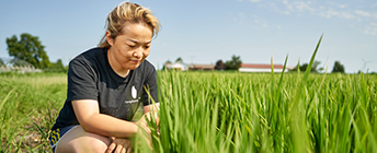 A researcher looking at a rice crop.