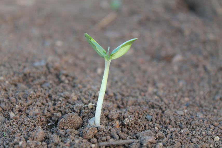small plant growing out from soil