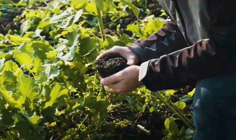 A person holds a handful of soil in a farmer's field.