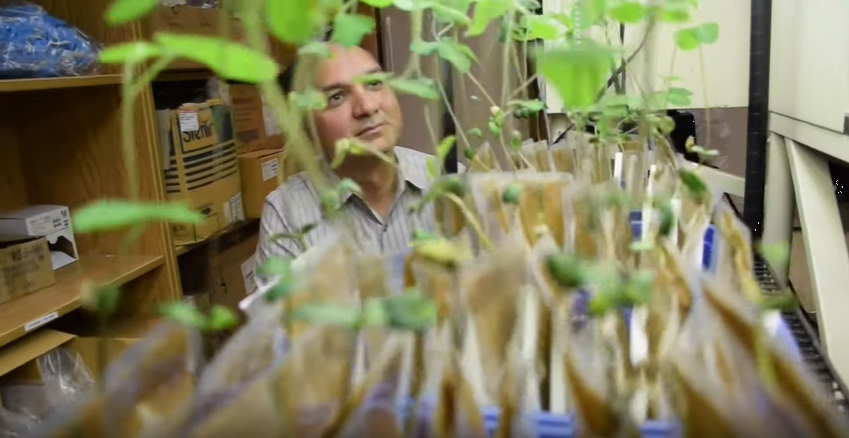 Manish Raizada looks at small plants growing in lab