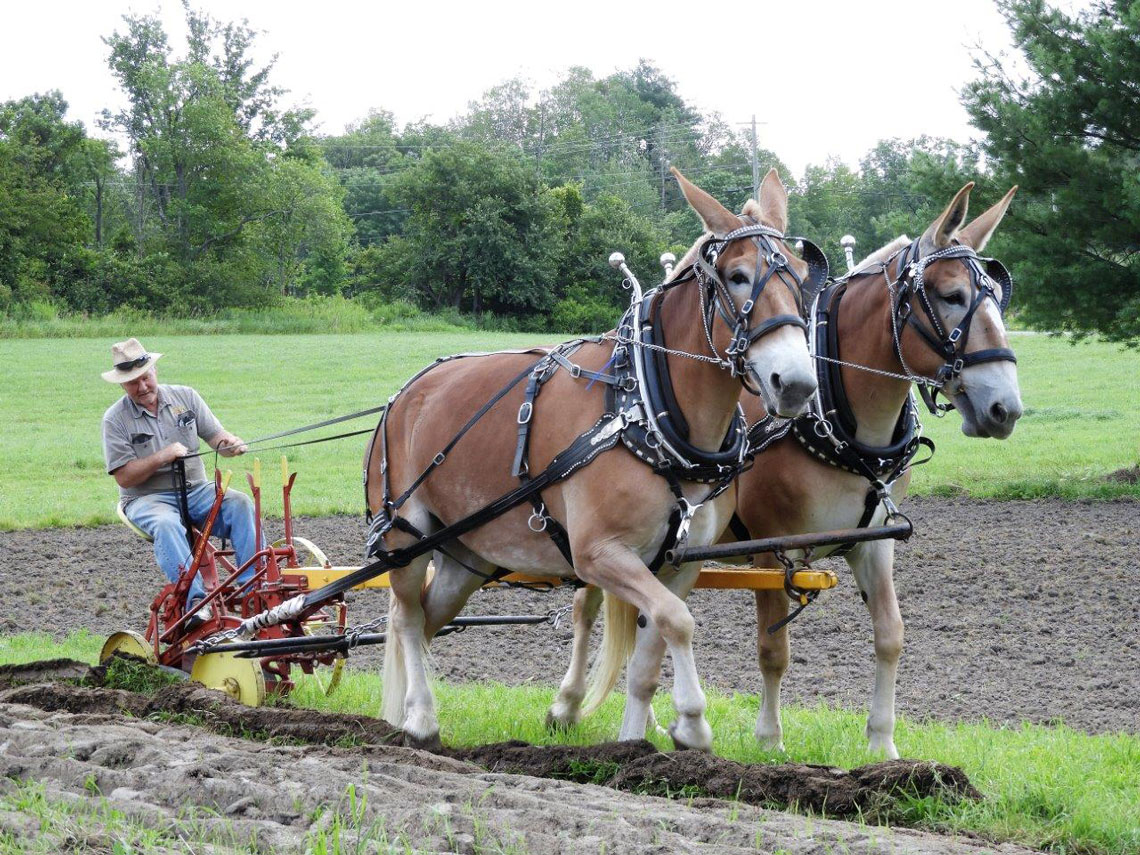 Two horses pulling an old plow with a volunteer steering