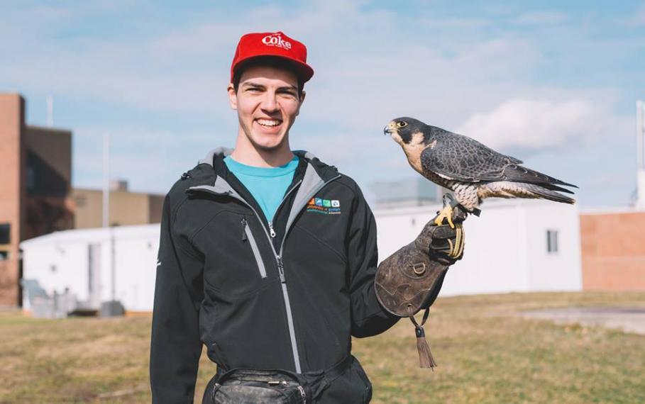 David stands with a peregrine falcon perched on his gloved hand.