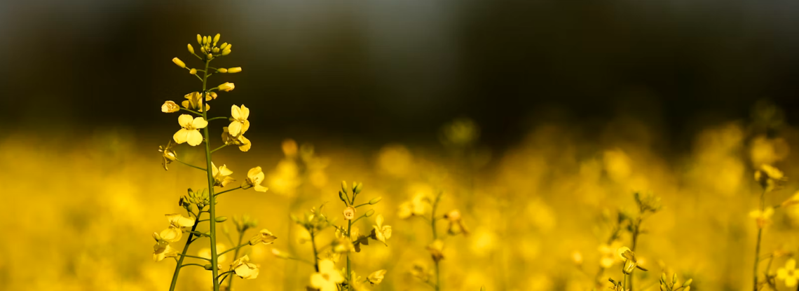 Prairie farmers have lived through two major canola crises with China in under a decade. Canola plants bloom in a pasture on a farm near Cremona, Alta., in July 2025. THE CANADIAN PRESS/Jeff McIntosh