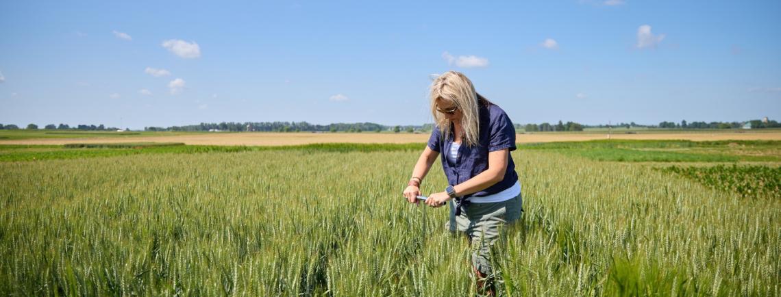 kari dunfield in a field inspecting wheat