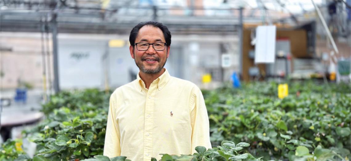 Dr. Youbin Zheng standing in front of strawberry plants inside a greenhouse smiling. 
