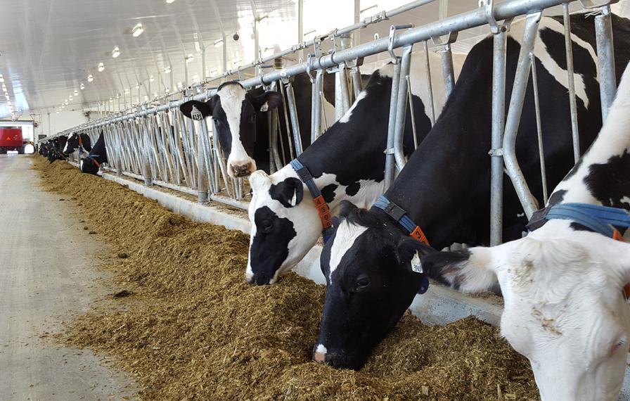 Four holstein dairy cows eat at manger, one looking up 