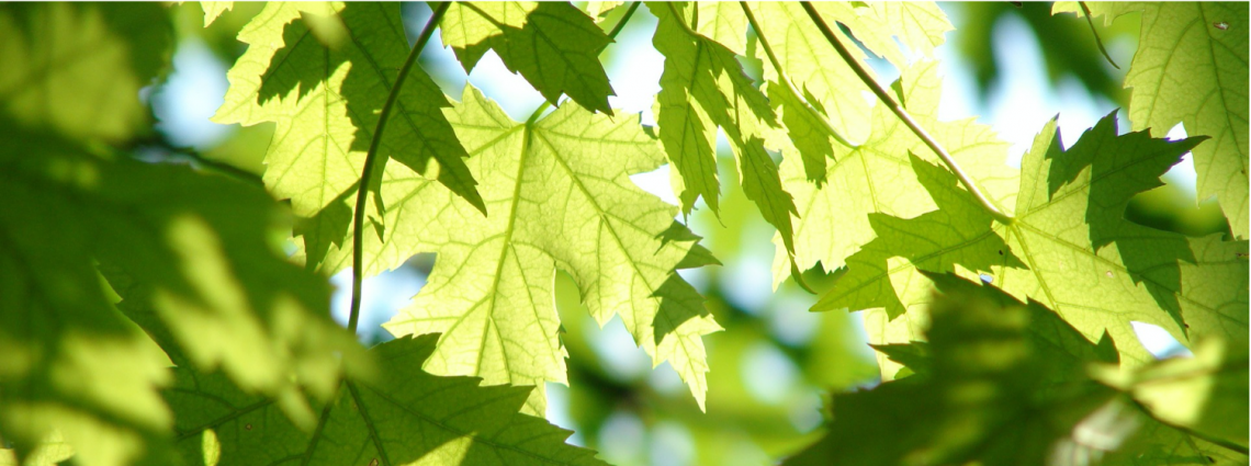 close up of green maple tree leaves