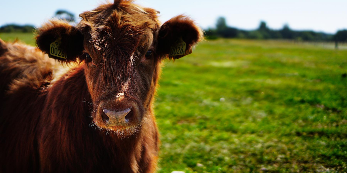 Beef calf with green grass