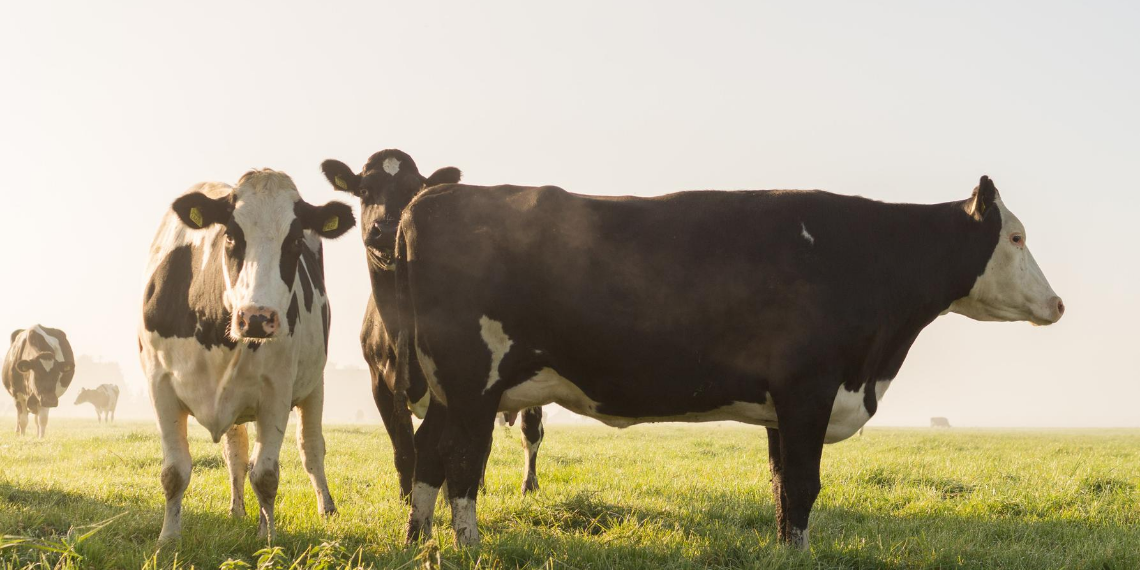 Dairy cows at sunset outside