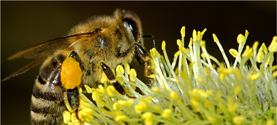 honey bee on a flower, pollen stuck to legs