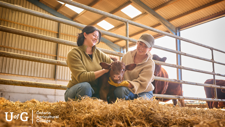 Two women hold a calf within a barn while smiling.
