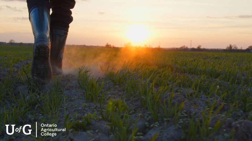 A frame of rubber boots is shown in a field while the sun sets.