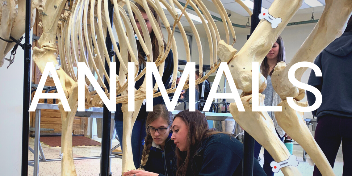 Students in a classroom looking at animal skeletons with the word "Animals" overlaid.