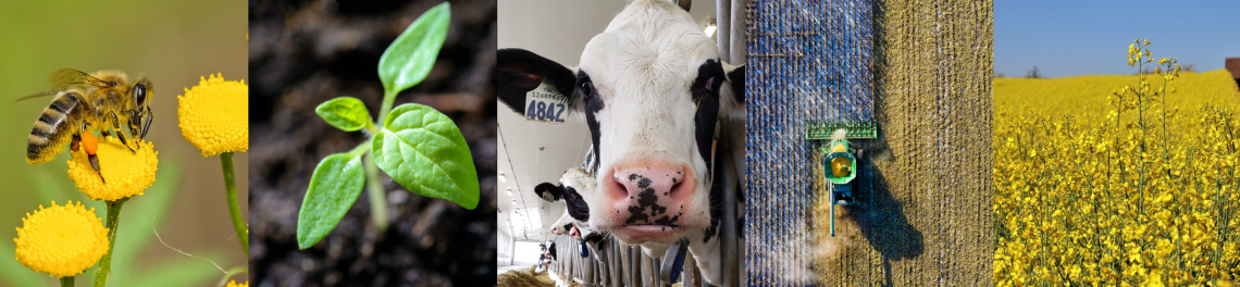 Five photos; first photo a bee collecting pollen on a flower, second is a plant sprouting out of the soil, third is a dairy cow, fourth is a tractor plowing a field, fifth is a canola field
