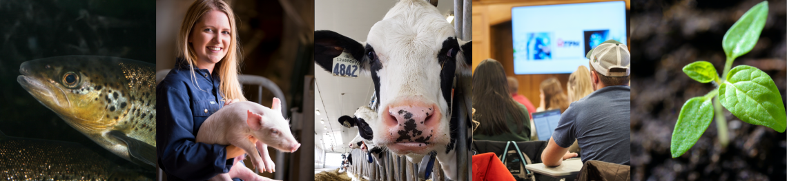 Five photos; first photo is a fish, second is a student holding a piglet, third is a dairy cow, fourth is a classroom of students, fifth is a plant sprouting out of the soil