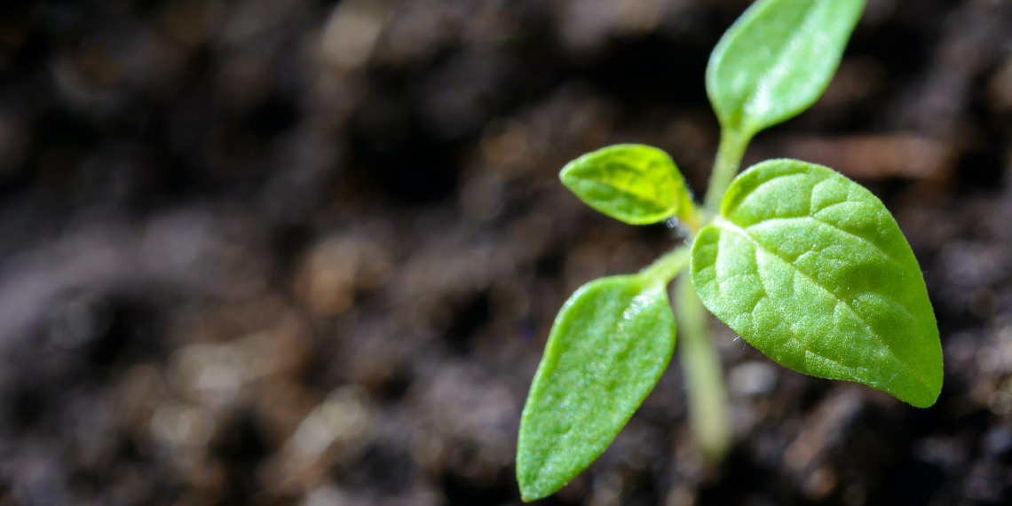 Rich soil with small green plant growing