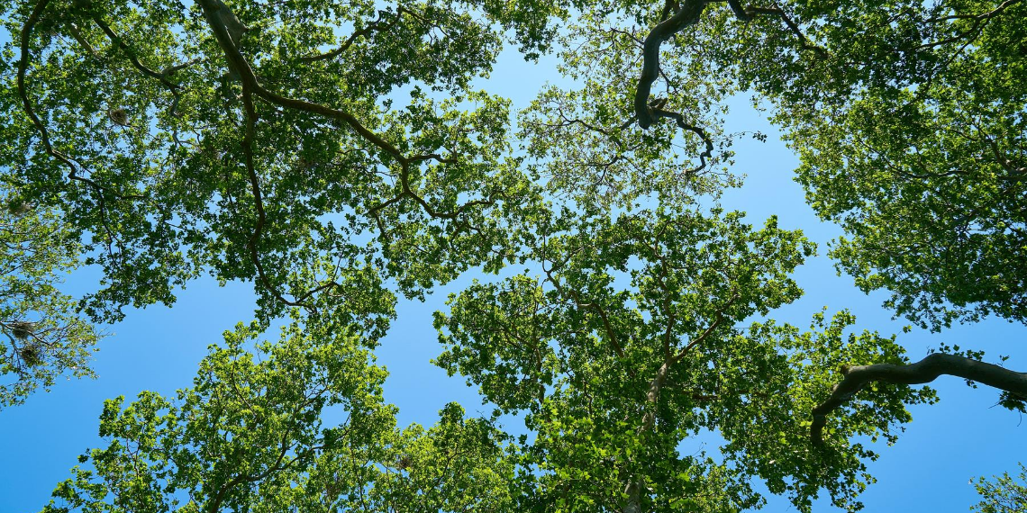 Trees with blue sky