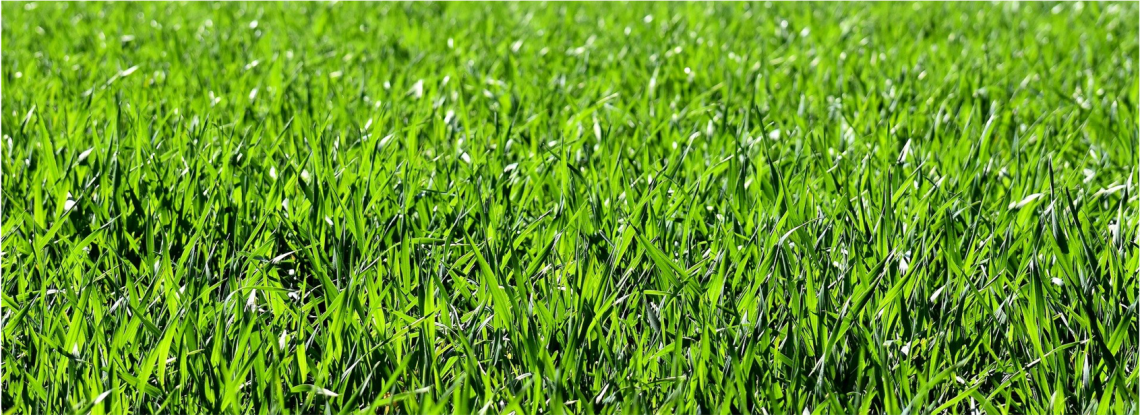 green grass close up