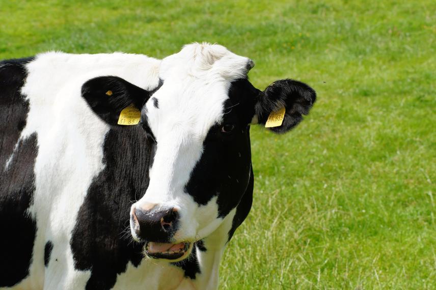 holstein cow on grass