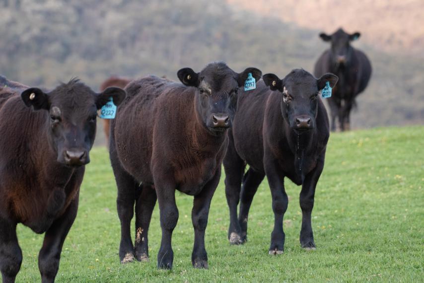 angus beef cattle in a group outside