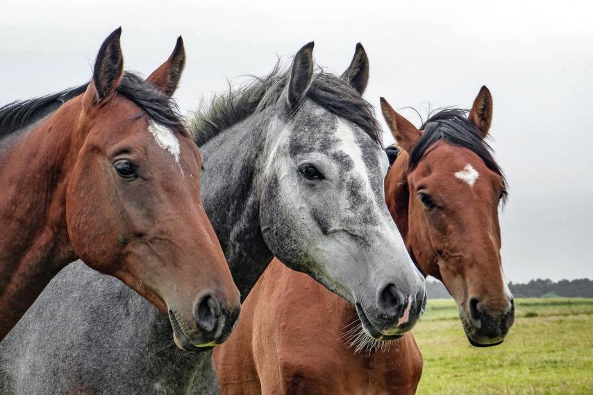 three horses looking ahead