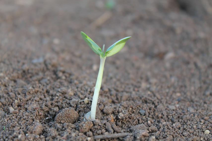 small plant growing out from soil