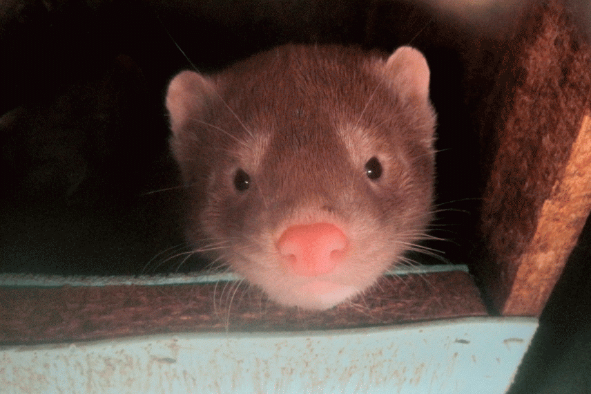 Brown mink looks up out of wooden box