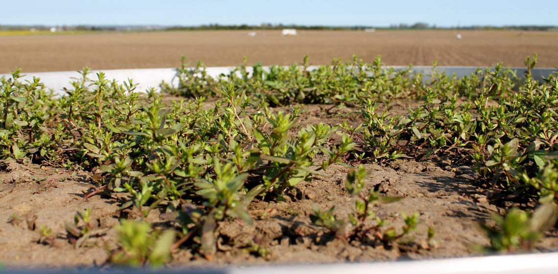 Small plants grow in the top of a lysimeter core.