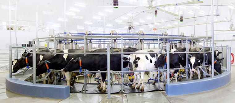 Dairy cows in carousel at the Ontario Dairy Research Centre