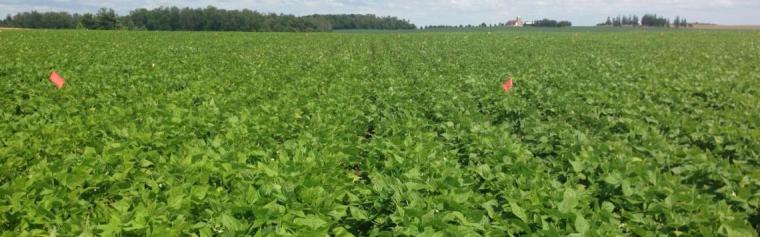 a green, full field of beans