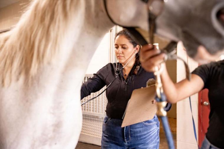 Female student listens to a white horse's chest with stethoscope