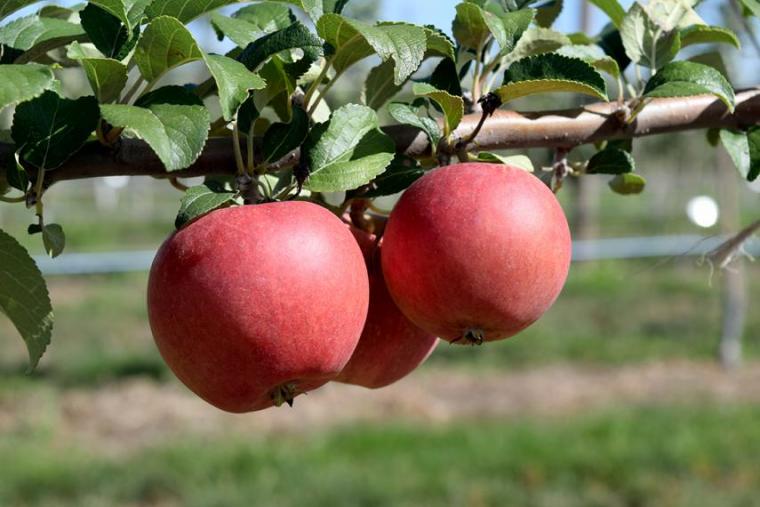 Three red apples on branch