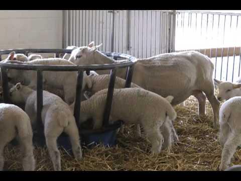 Sheep eating food