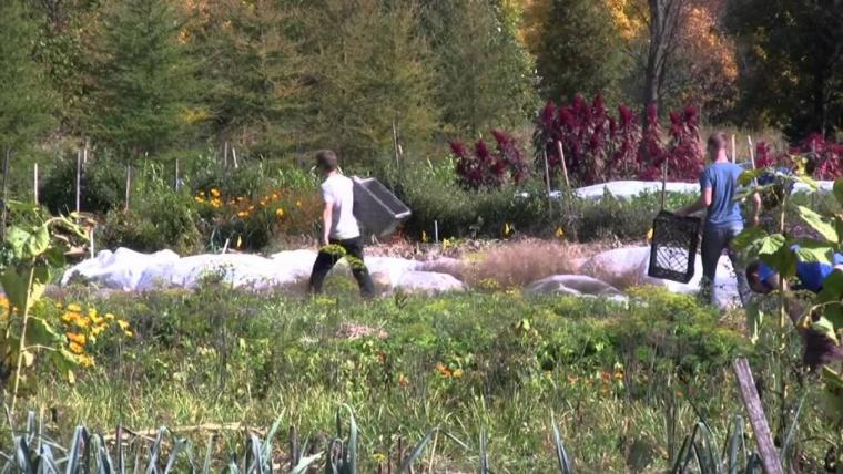 Students work at the Guelph Centre for Urban Organic Farming