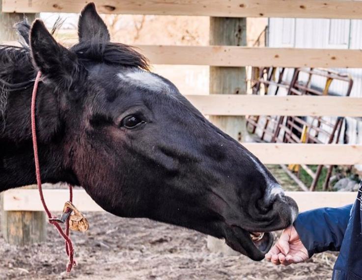 Jethro the horse nibbles at Thomasina's hands