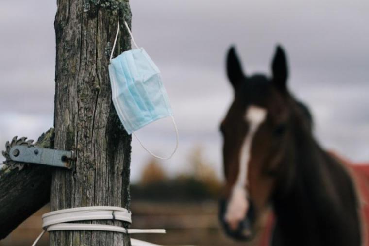 A face mask on a wooden post with a horse in the background.
