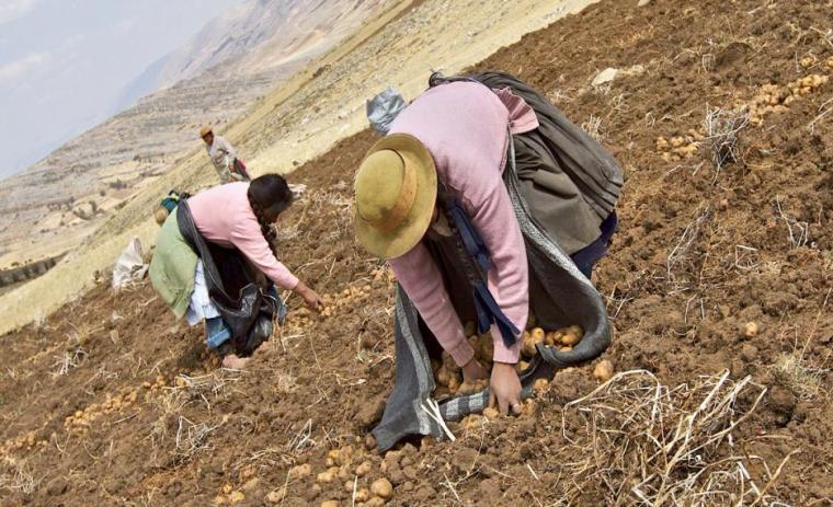Two Andean women harvest potatoes