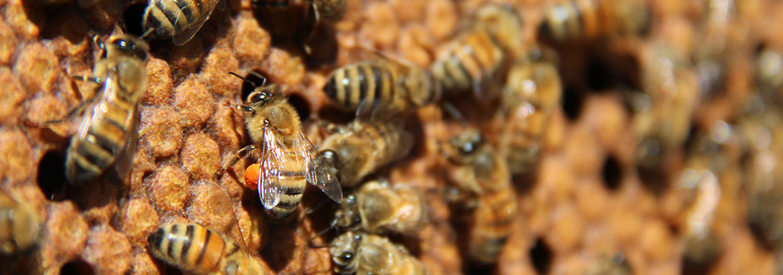 Close up of a honey bee.