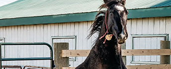 A black horse in a paddock.