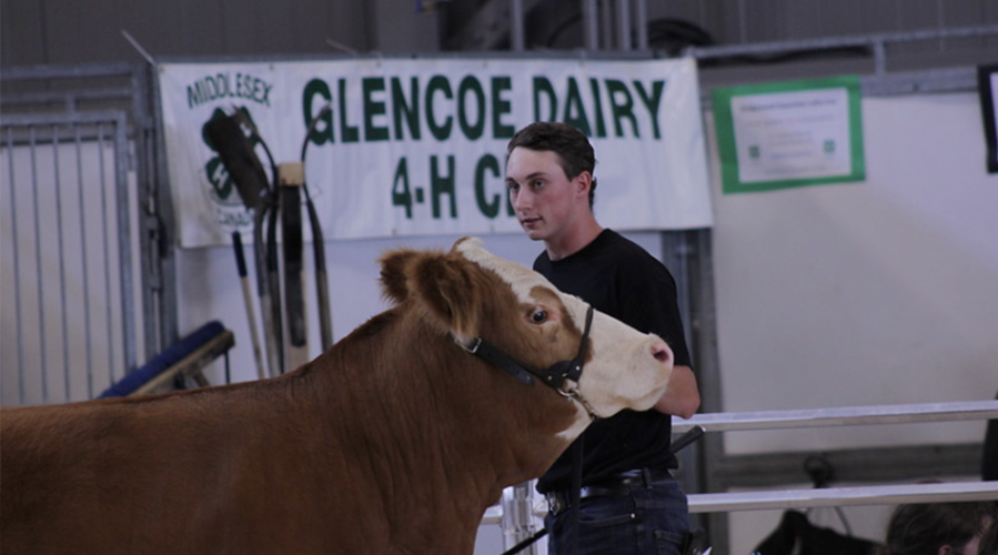 Kyle standing in an arena with a cow.