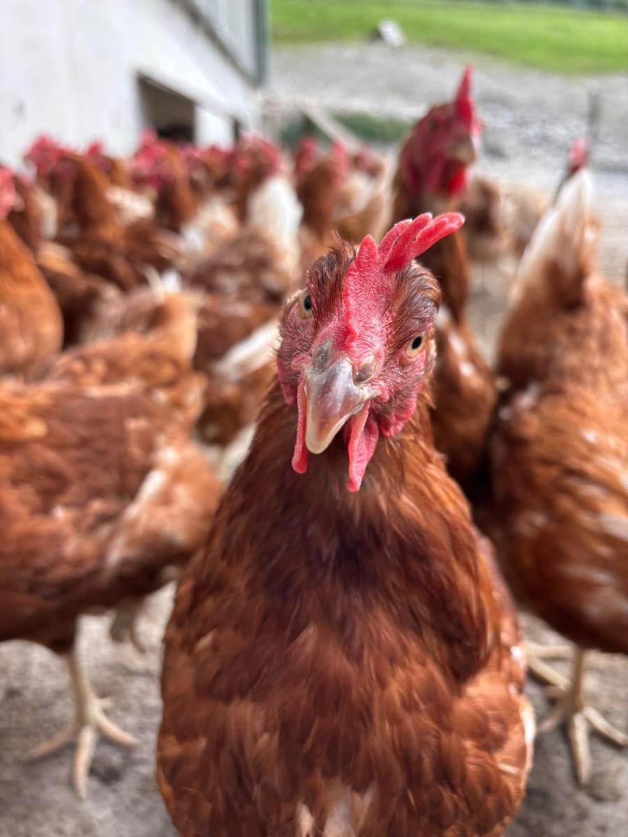 A hen looks forward, facing the camera.