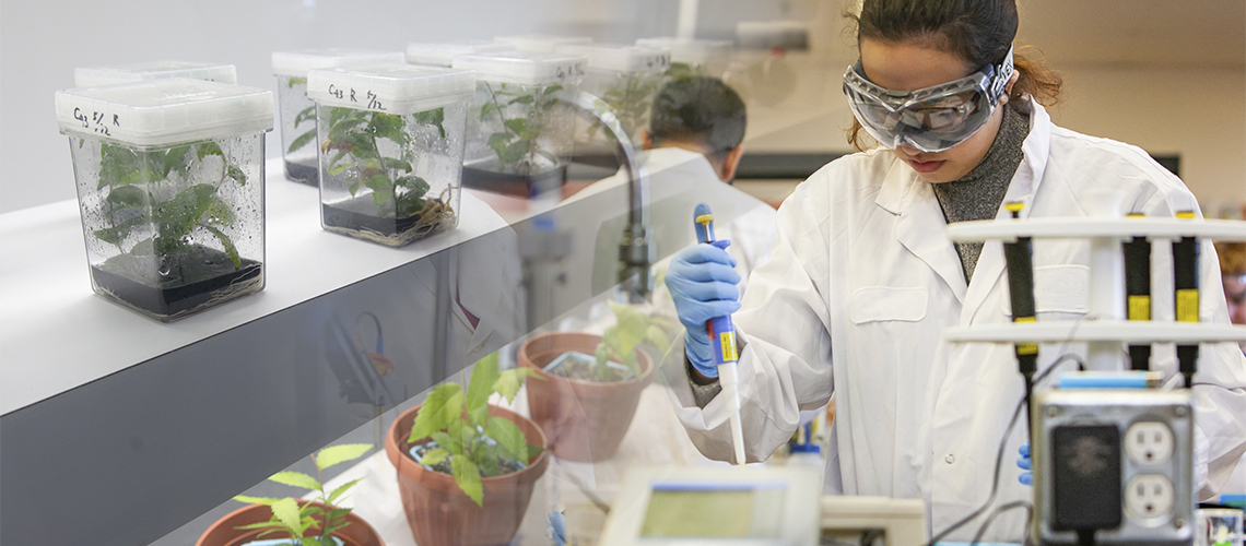 A series of plants in test tubes overlays a person in a lab conducting experiments.