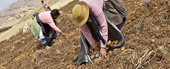 Two Andean women harvest potatoes.