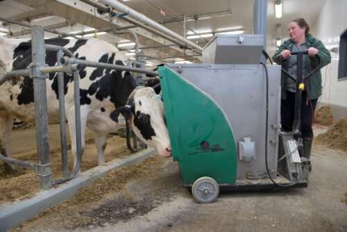 Research technician Gail Ritchie holds the “green machine” in place to conduct methane testing on a cow at the Ontario Dairy Research Centre in Elora (Photo by Martin Schwalbe)